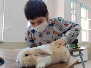 Tavşan Ve Ördek Derse Gird