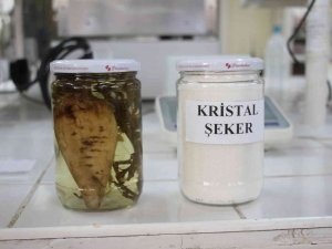 Şeker Pancarının Tarladan Sofralara Uzanan Tatlı Yolculuğu