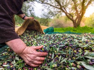 Sofralık Zeytin İhracatı 150 Milyon Doları Aşarak Rekor Kırdı