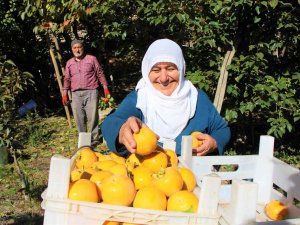 Elma Diyarı Amasya’nın ‘Yeni Sarı Altını’ Cennet Hurması