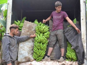 Kuaförlük Kazancıyla Yaptırdığı Muz Serasından Yıllık 250 Ton Ürün Bekliyor