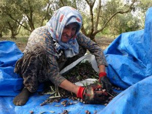 Zeytinin Sofralara Uzanan Lezzet Yolculuğu Başladı