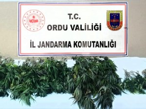Ordu’da İzinsiz Kenevir Ekimine Geçit Yok