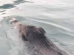 Bu Kez Denizden Balık Değil ’Yaban Domuzu’ Çıktı