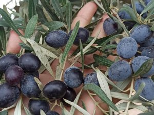 Yağışın Az Olması Zeytin Rekoltesini Etkileyebilir