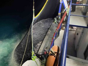 Karadeniz’de Hamsi Bereketi : Kilosu 15 Lira