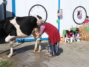 Öğrencilerine ‘İ̇’ Harfini Öğretmek İçin Okula İnek Getirdi