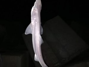 Oltaya Çinakop Yerine Köpek Balığı Takıldı
