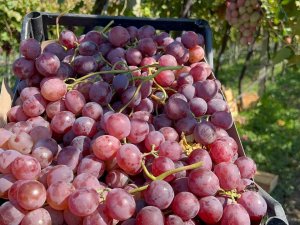 İ̇znik’te "Red Globe" Fırtınası