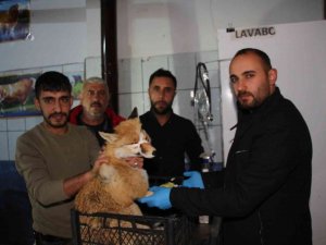 Otomobilin Çarptığı Tilkiyi Tedavi Ettirdiler