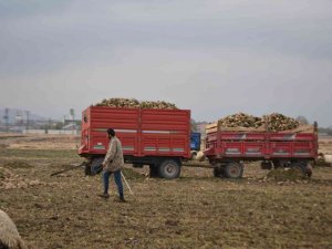 Sağanak Yağış Pancar Üreticisinin İşini Zorlaştırdı