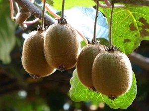 Ordu Kivisinde Erken Hasat Uyarısı