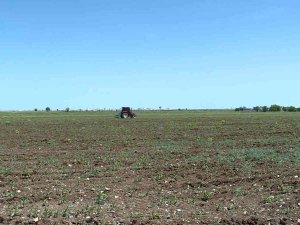 Diyarbakır Ve Çevresinde Etkili Olan Yağışlar Çiftçinin Yüzünü Güldürecek