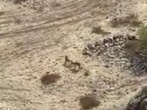 Elazığ’da Yaban Keçileri Tarihi Harput Kalesine İndi