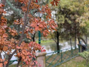 Eskişehir’in Parkları Sonbahar Renklerine Büründü