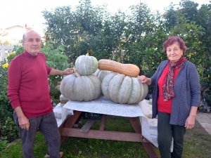 Yaklaşık 60 Kilo Ağırlığında Bal Kabağı Yetiştirdi