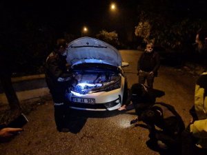 Kedi İnatçı Çıkınca, Gazeteci Başka Araçla Evinin Yolunu Tuttu