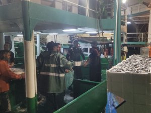 Karadeniz’de Balık Bolluğu Yaşanıyor