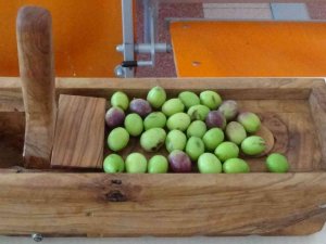 Kırma Zeytinin İnceliklerini Öğrendiler