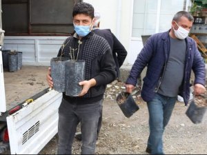 İ̇bradı’da Kestane Fidesi Dağıtımı