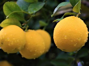 Kilosu 40 Kuruşa Düşen Limon Dalında Sarardı