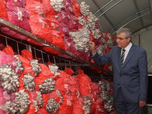 İ̇stiridye Mantarı Üretimi Hızla Devam Ediyor
