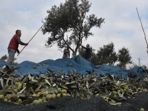 Edremit Belediyesi Zeytin Hasadına Başladı