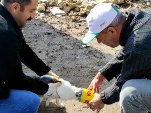 Kafası Teneke Kutuya Sıkışan Kediyi, İ̇lçe Orman Şefliği Ekipleri Kurtardı