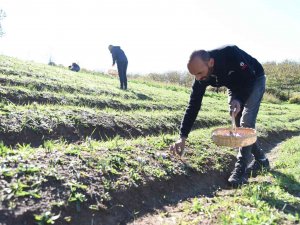 Kilosu 30 Bin Liradan Satılıyor