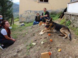 Vefalı Köpek, Ölen Sahibinin Mezarı Başından Bir An Olsun Ayrılmıyor