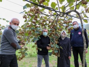 Ordu’da Kivi Hasadı Başladı