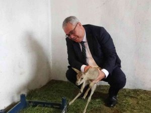 Muş’ta Devlet Eliyle Açılan Hayvanat Bahçesi Yerli Ve Yabancı Turistleri Bekliyor