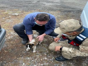 Yaralı Halde Bulunan Yavru Köpek Tedavi Altına Alındı