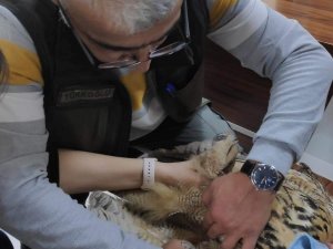 Yaralı Halde Bulunan Puhu Kuşu Tedavi Altına Alındı