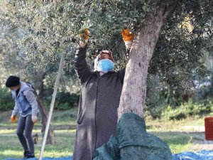 Topraktan Halka Zeytin Hasadı Başladı