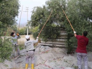 Turgutlu’nun Parklarındaki Zeytinler İhtiyaç Sahiplerine Aş Oluyor