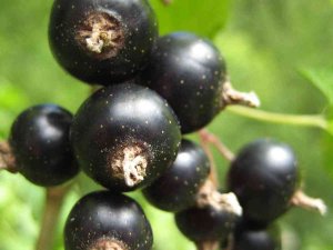 Siyah Kuşburnu Meyve Özütünün, Göğüs Kanseri Hücrelerini Yüksek Oranda Yok Ettiği Belirlendi