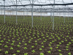 Türkiye’nin Marulu 19 Mayıs’tan