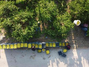 Mersin’den 60 Ülkeye Limon İhracatı