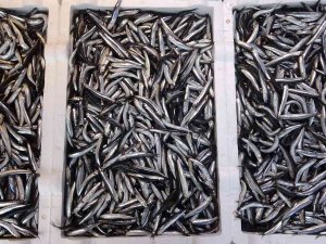 Av Yasağı Hamsiye Yaradı, Palamutta Umutlar Seneye Kaldı