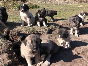 Kars’ta Onlarca Yavru Köpek Yola Bırakıldı
