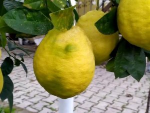 C Vitamini Deposu Limonun Fiyatı Düştü