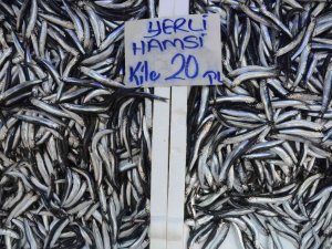 Ordu’da Hamsi 20 Liraya Yükseldi