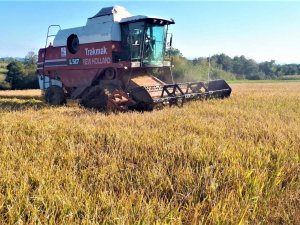 Samsun’da Siyah Çeltik Hasadı