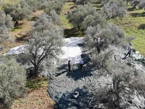 Zeytin Hasadı Drone İle Havadan Görüntülendi