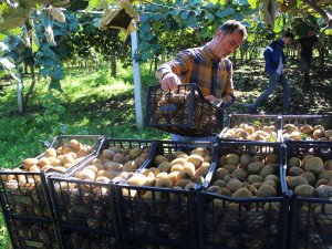 Çarşamba Ovası’nda Kivi Hasadı