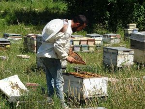 Arıcılığın Başkentinde Genç Arıcı Yetişmiyor