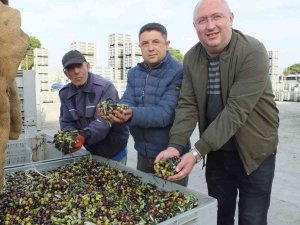 Burhaniye’de Zeytinde Randıman Ve Yağ Kalitesi Sevindirdi