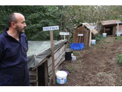 Giresunlu Hayvanseverden Sokak Köpeklerine Şifa Merkezi