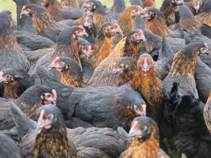 Kadınlar Tavuk Besleyip Yumurta Satarak Ev Ekonomisine Katkı Sağlayacak